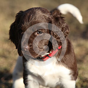 Puppy of Small Munsterlander