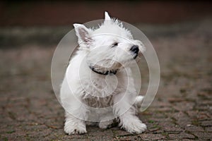 The puppy is small, white scratching. on the street. West Highland Terrier.