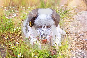 Puppy sniffing the flower, close-up portrait