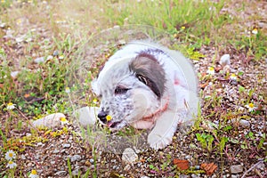 Puppy sniffing the flower, close-up portrait