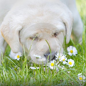 Puppy sniffing flowers