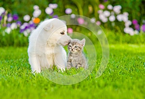 Puppy sniffing kitten on green grass