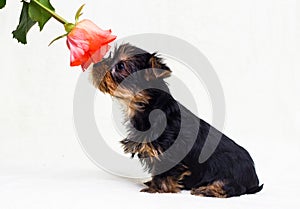 Puppy sniffs a flower of breed Yorkshire Terrier