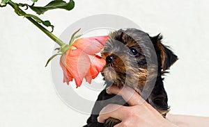 Puppy sniffs a flower of breed Yorkshire Terrier