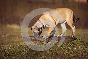 Puppy sniffs the grass on a walk