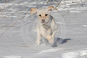 Puppy in the SNow