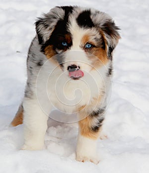 Puppy in the snow