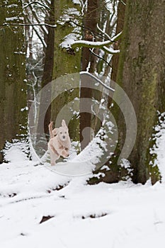 Puppy in snow