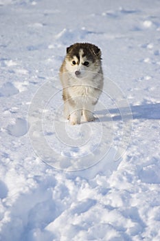 Puppy in snow