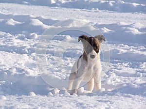 Puppy in the snow