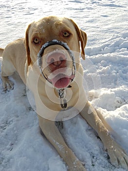 Puppy snow day