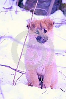 Puppy in the snow