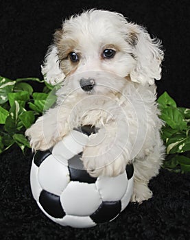 Puppy Soccer Player