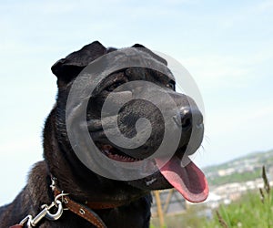 The Puppy of the sort black sharpey