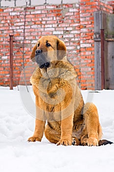 Puppy Spanish Mastiff