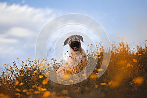 Puppy spanish mastiff in a field of yellow flowers
