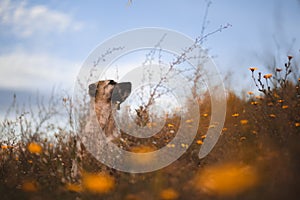 Puppy spanish mastiff in a field of yellow flowers