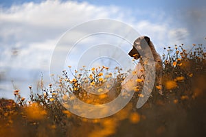 Puppy spanish mastiff in a field of yellow flowers