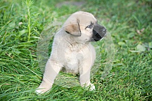 Puppy of the Spanish mastiff on a grass
