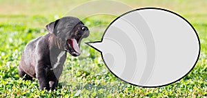 Puppy with speech bubble
