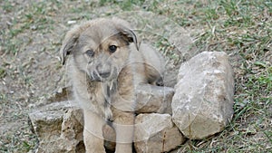 Puppy in the spring in anticipation of the owner