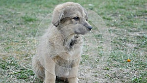 Puppy in the spring in anticipation of the owner