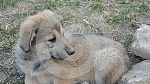 Puppy in the spring in anticipation of the owner