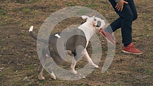 Puppy stafford plays on the court