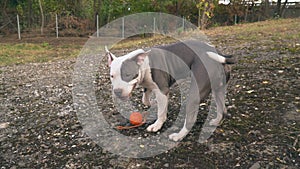 Puppy stafford plays on the court