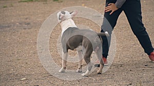 Puppy stafford plays on the court