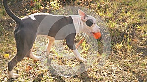 Puppy stafford plays on the court