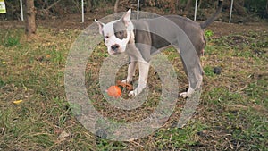 Puppy stafford plays on the court