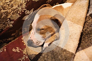 Puppy Stafford sleeping under the blanket