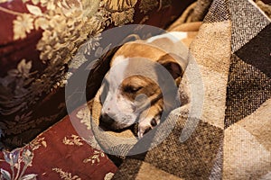 Puppy Stafford sleeping under the blanket