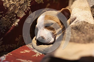 Puppy Stafford sleeping under the blanket