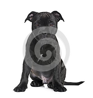 Puppy Staffordshire Bull Terrier (2 months)