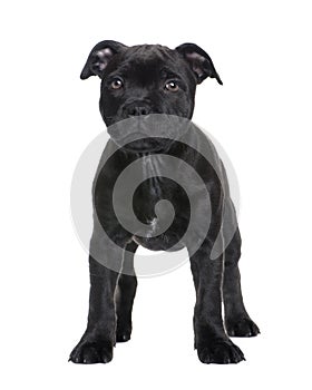 Puppy Staffordshire Bull Terrier (2 months)