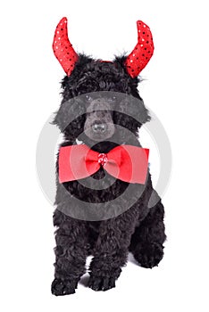 Puppy of standart black poodle