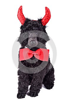 Puppy of standart black poodle photo