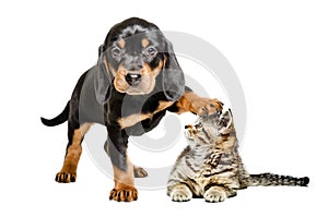 Puppy standing with paw on the head of a cat