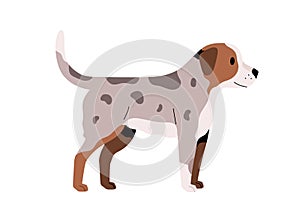 Puppy standing with tail raised up. Friendly small dog. Doggy with spotty fur. Side view of little canine animal. Flat