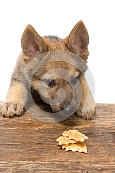 Puppy stealing cookies