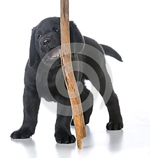 Puppy with a stick