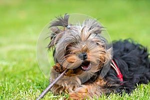 Puppy with a stick