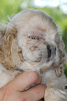 Puppy with stitches