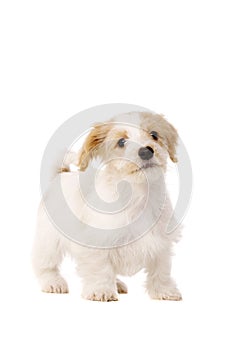 Puppy stood isolated on a white background photo