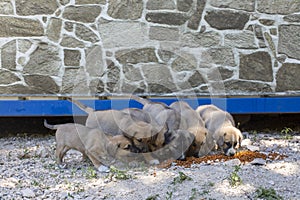 Puppy stray dogs are eating food