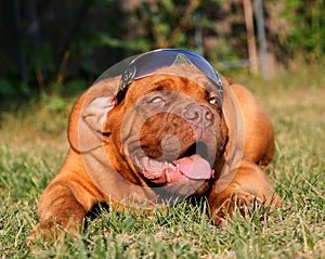 Puppy in sun glasses.