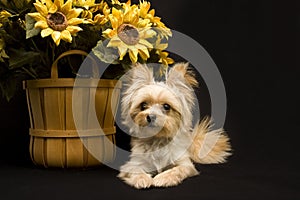 Puppy with Sunflower