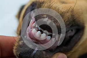 Puppy teeth changing. The first permanent incisors erupted in the middle and milk teeth or deciduous teeth